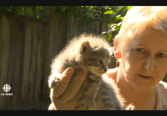 Animal advocates say Surrey, B.C. is in the midst of a cat crisis