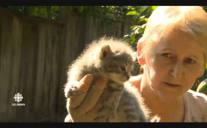 Animal advocates say Surrey, B.C. is in the midst of a cat crisis